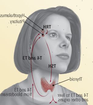 Normální štítná žláza