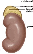 Nadledviny