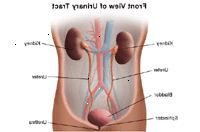 Ilustrace anatomie močového systému, čelní pohled