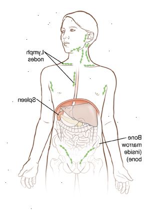 Lymfatické uzliny, kostní dřeň, slezina a jsou všechny části lymfatického systému. Tento systém funguje na pomoc v boji s infekcí těla. Lymfatické uzliny, kostní dřeň, slezina a jsou všechny části lymfatického systému. Tento systém funguje na pomoc v boji s infekcí těla.