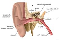 Anatomie ucha