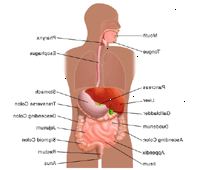 Ilustrace anatomie trávicího systému, dospělých Ilustrace anatomie trávicího systému, dospělých