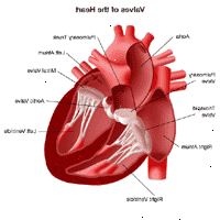 Anatomie srdce