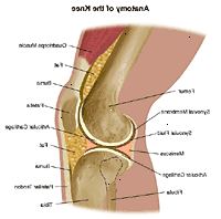 Anatomie kolenního kloubu