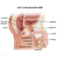 Ilustrace anatomie mužského pohlavního ústrojí