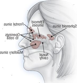 Anatomie vedlejších nosních dutin