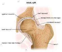 Anatomie kyčelního kloubu