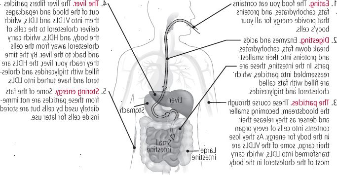Jak jídlo se stává cholesterol