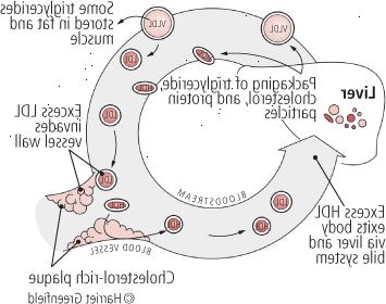 Dávat a brát: cholesterolu v krvi